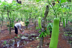 蔬菜種子栽培技術(shù)-<strong>瓠 瓜 栽 培 技 術(shù)</strong>